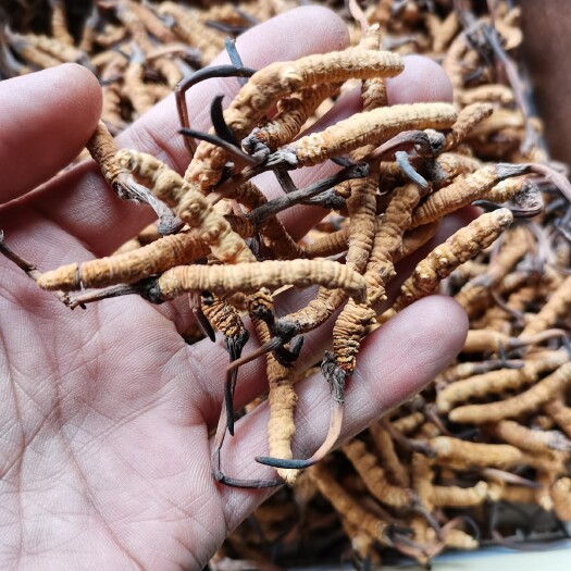 治多县虫草