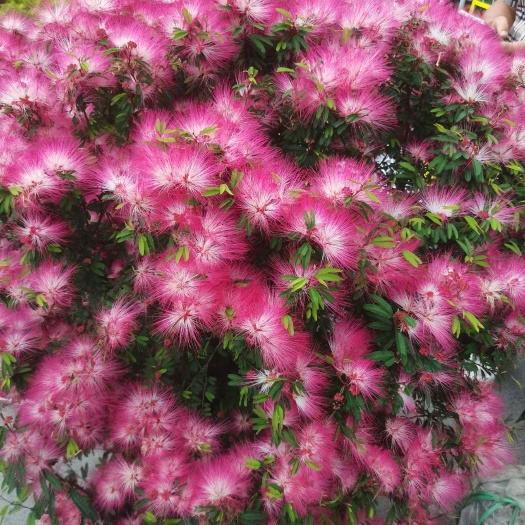 崇州市香水合欢花