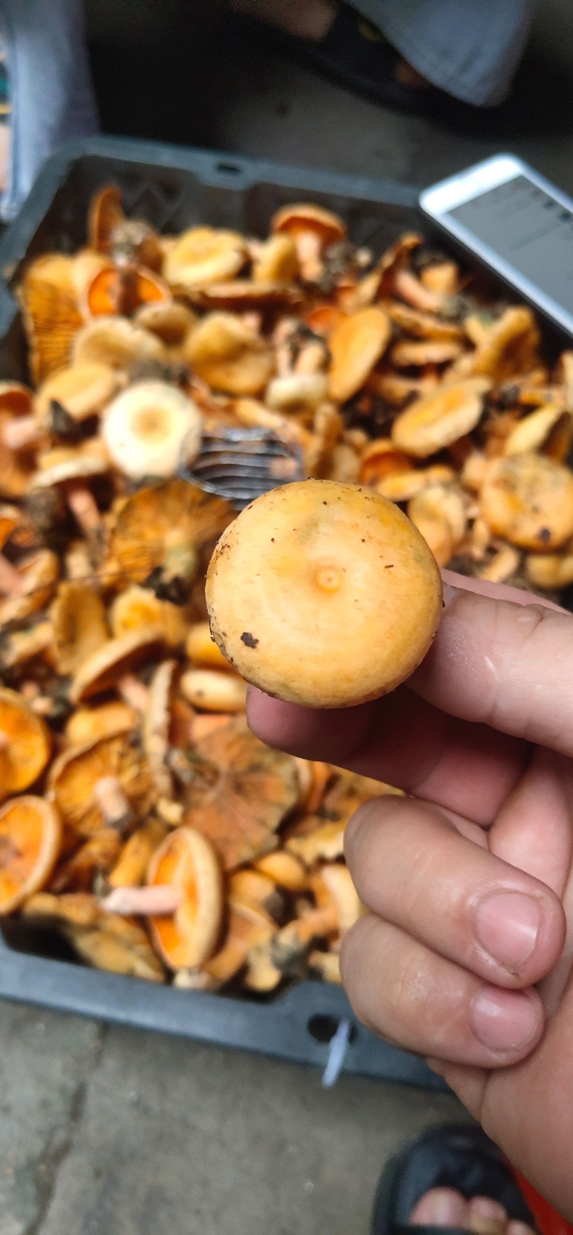 野生菌子 丛木菌，