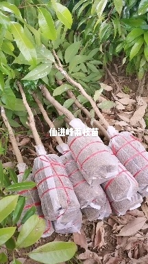 灵山县仙进峰荔枝苗，2公分起苗【带泥球原土带叶子包邮发货】