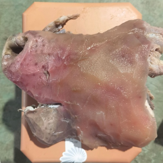 漯河牛嘴巴
