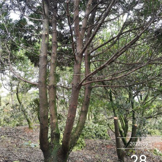 陆川县罗汉松，地径12公分以上