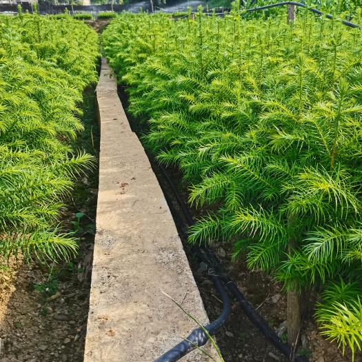 丘北县杉木树苗  杉树苗.也叫刺沙，杉木，水杉等.优质树苗，自产自