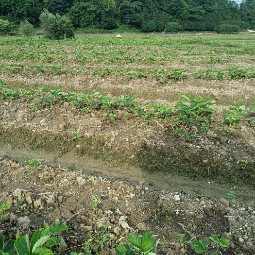 兴安县妙t草莓苗，华兰地·0.2毛