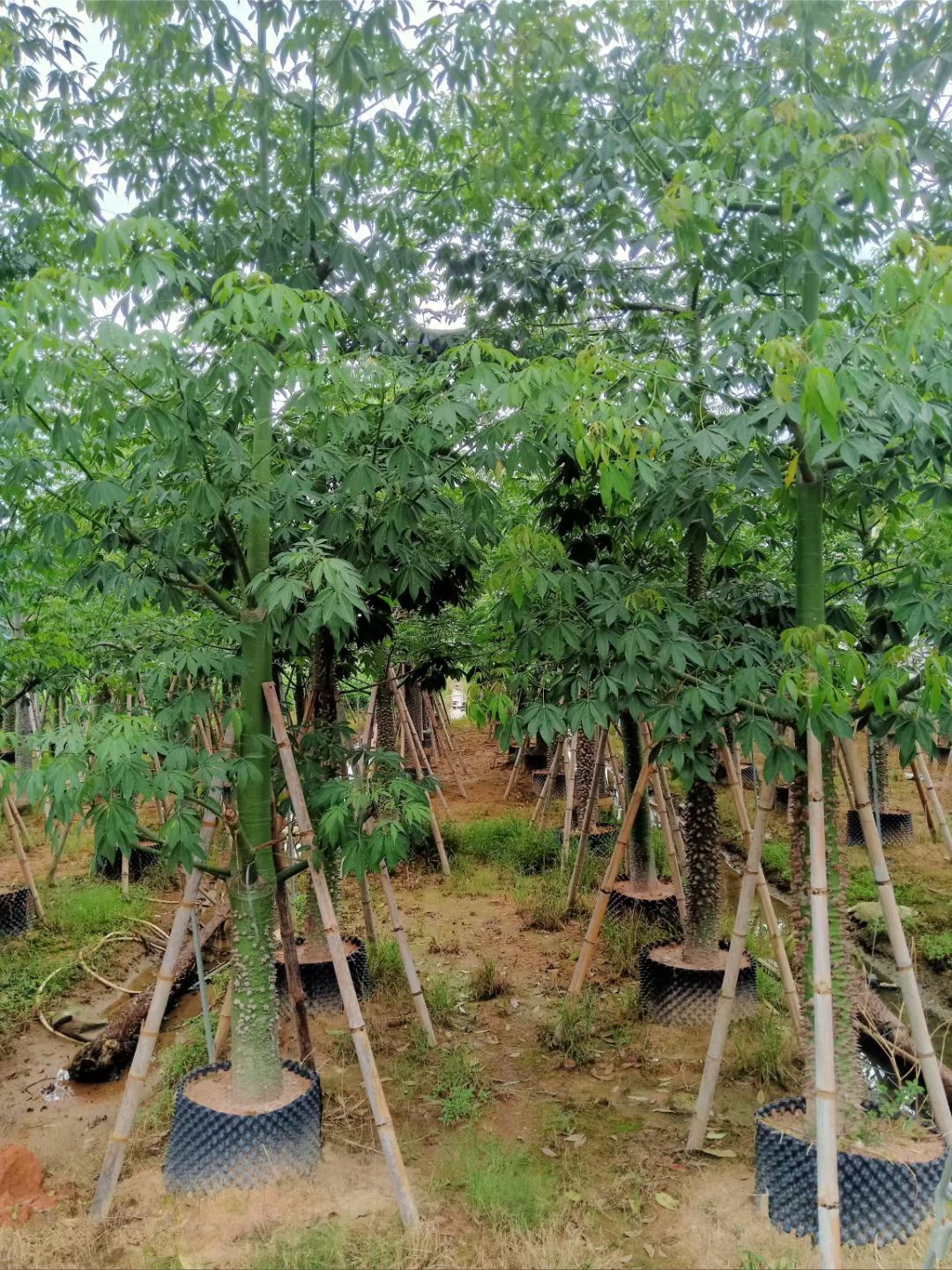 美丽异木棉 大腹木棉 10 12 15 20公分