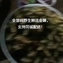 开封新鲜金蝉大量有货，保质保量，欢迎有实力的老板骚扰！！