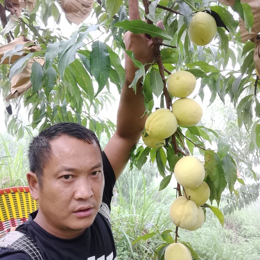 思南县锦绣黄桃