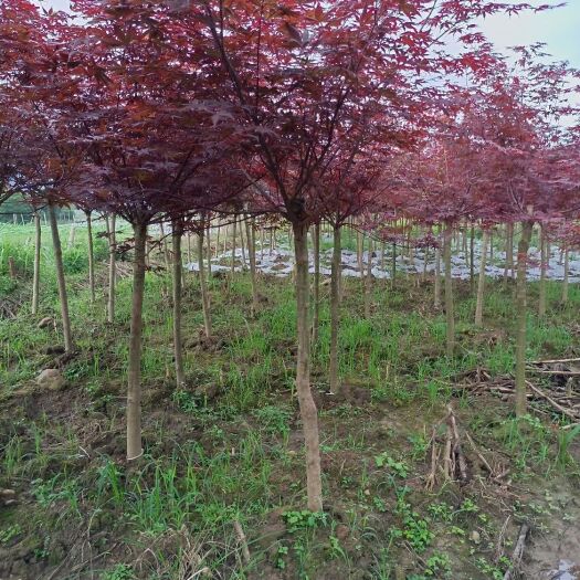 全州县袋苗嫁接红枫5-6公分