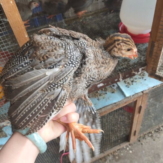 南宁脱温珍珠鸡苗