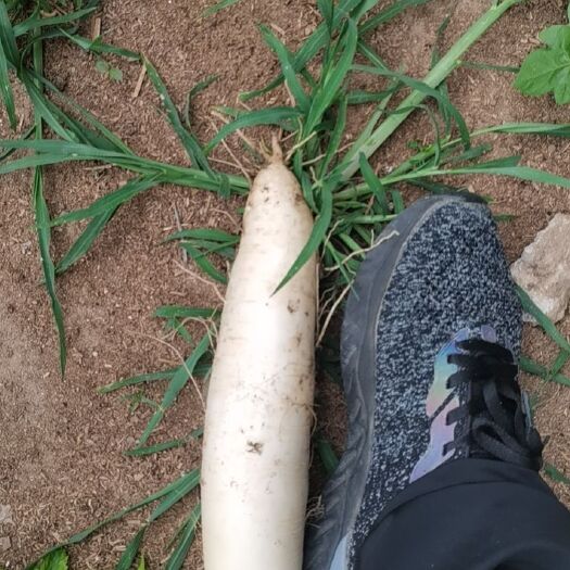 昌黎县新鲜白萝卜无农药可上检市场精品