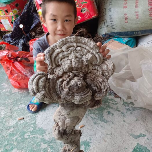 枯老树根，长出的有根的奇型灵芝，树舌苔，
