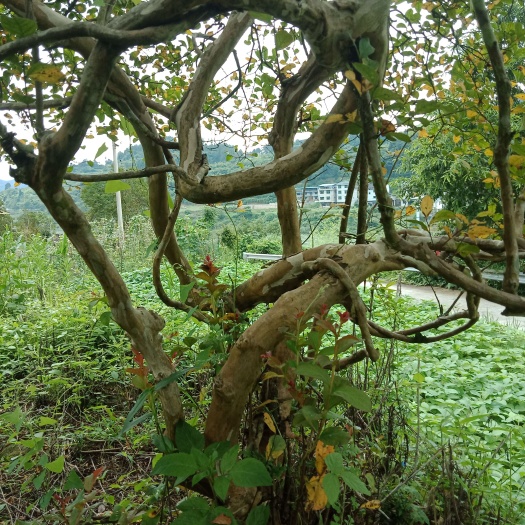 花垣县紫薇