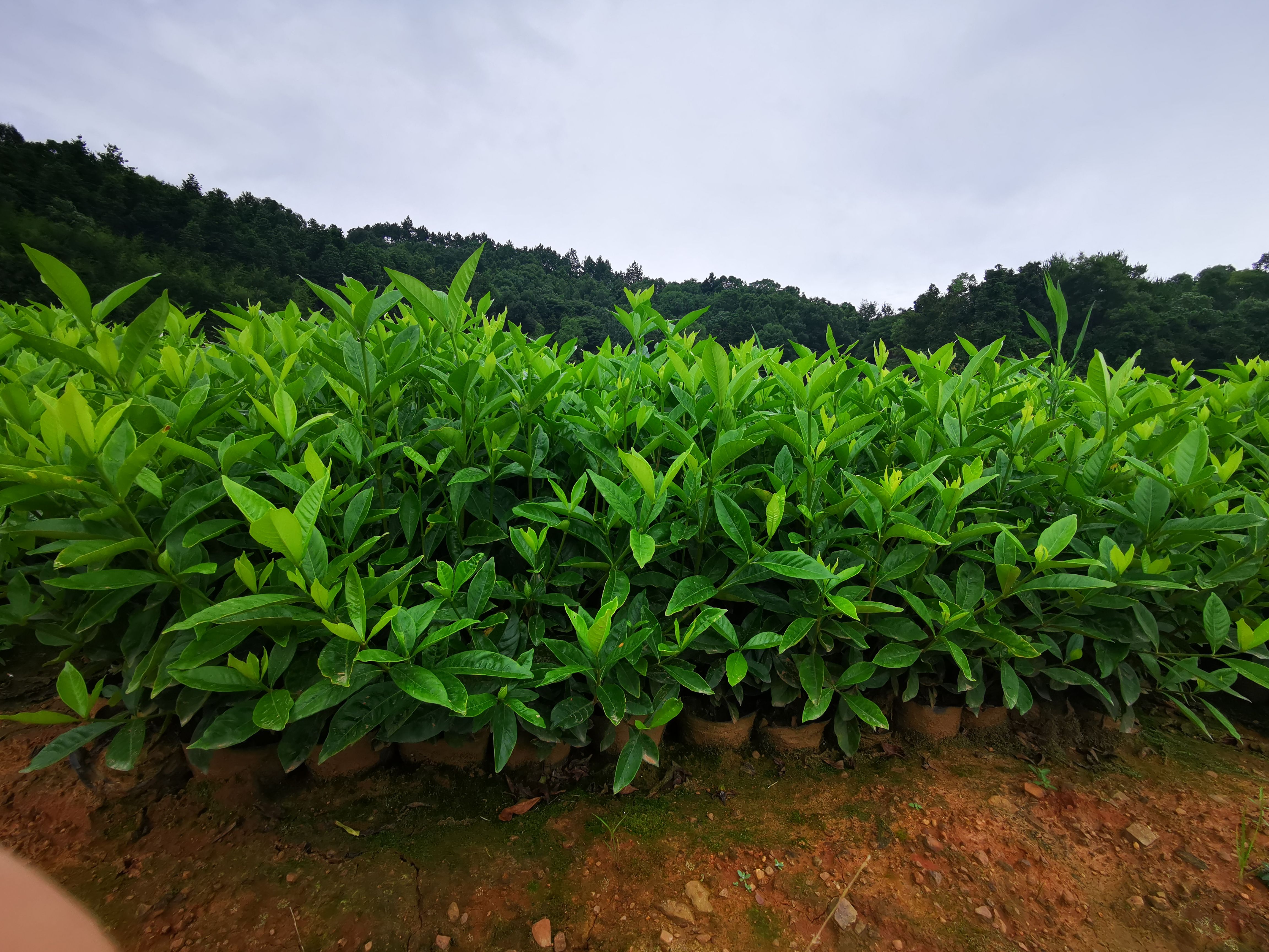 大叶栀子杯苗，大叶栀子花，基地直供，量大价优