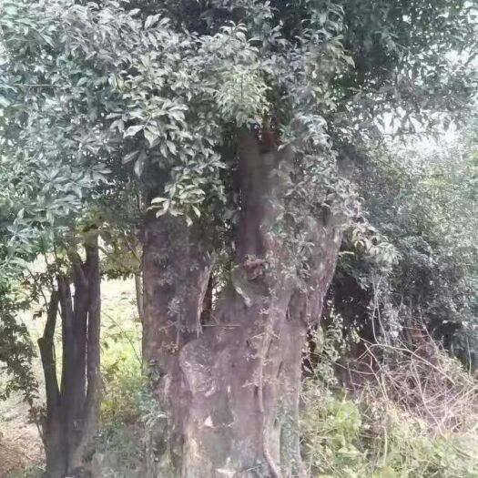 花垣县金弹子熟桩，桩