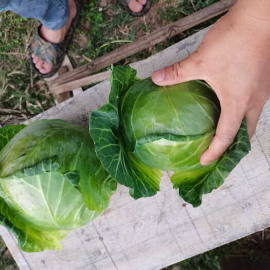 通海县包菜 云南精品铁头，大量有货，需要的老板联系，实地考察