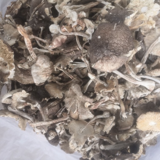 昆明鸡枞菌来自云南思茅大山的馈赠