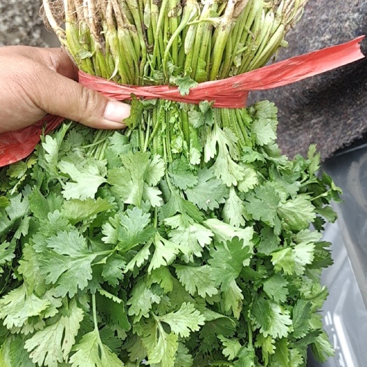 大叶香菜，小菠菜