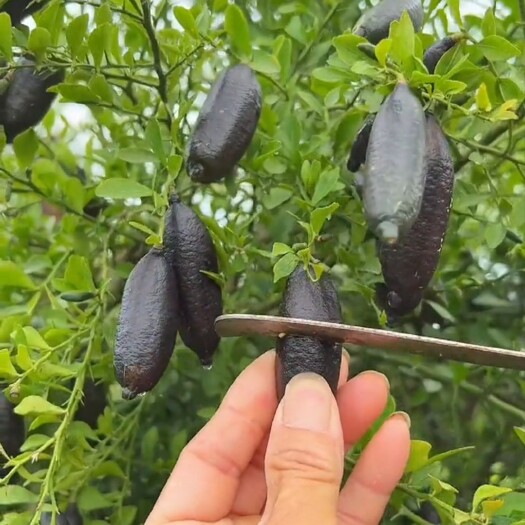 灵山县手指柠檬苗