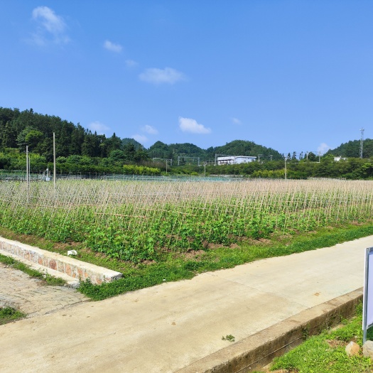 蔬菜基地，各种蔬菜销售，现在各种瓜