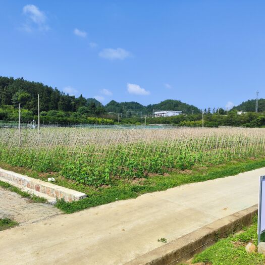 贵阳蔬菜基地，各种蔬菜销售，现在各种瓜