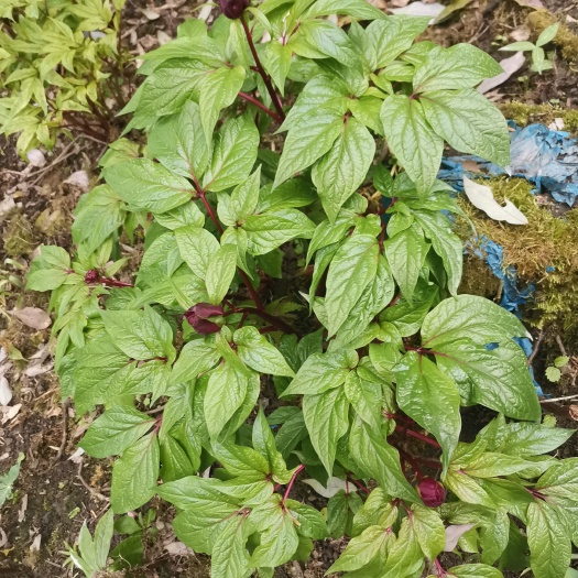 宝兴县芍药