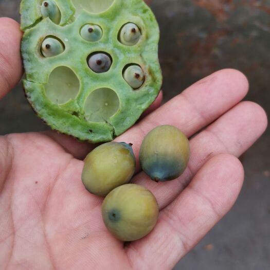 信丰县现剥现卖，批量草莲上市