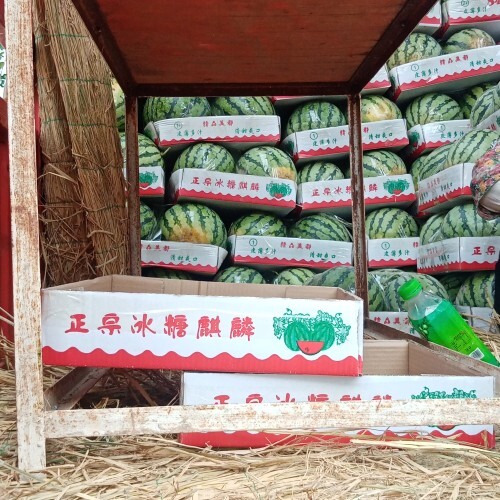 美都西瓜  口感好 甜度高 欢迎选购