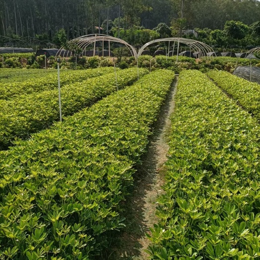 中山市广东中山 鸭脚木
