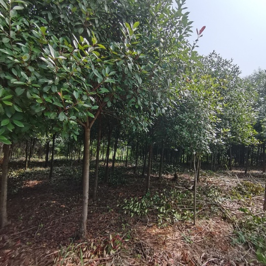 东至县红罗宾