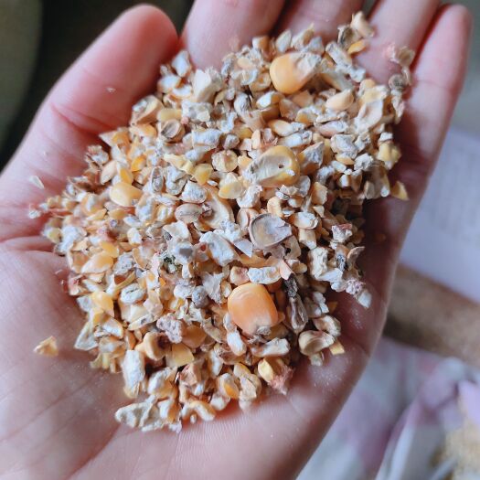 正定县玉米渣  优质大颗粒碎玉米