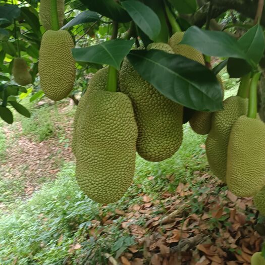 万宁市榴莲蜜