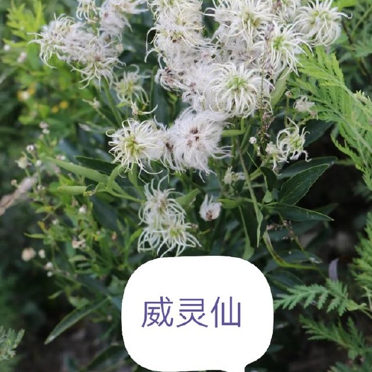 连山县大深山中药材铁线莲，威灵仙