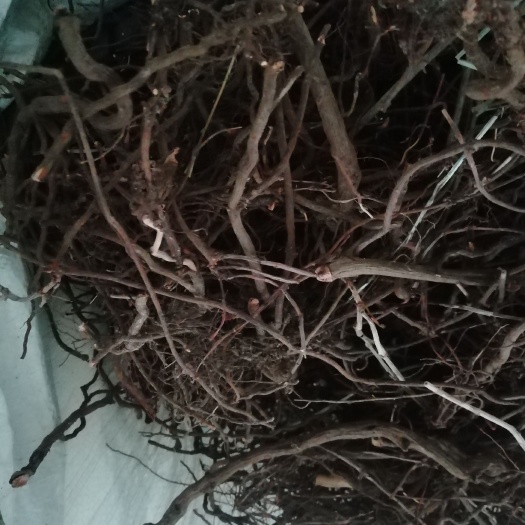 汝阳县茜草 根，自己菜挖正棵干品