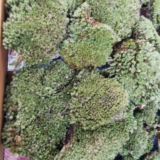 太湖县白发苔藓