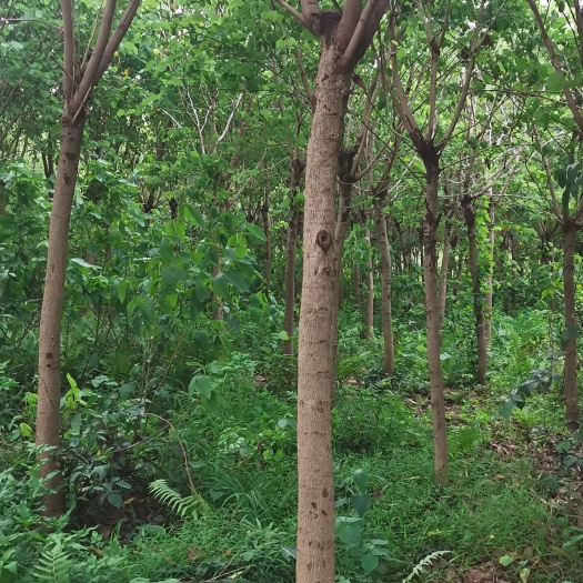 宾阳县宫粉紫荆树8-13公分地苗出售急