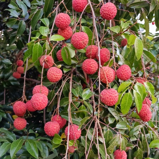 灵山县灵山桂味荔枝