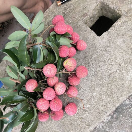 桂平市禾荔荔枝