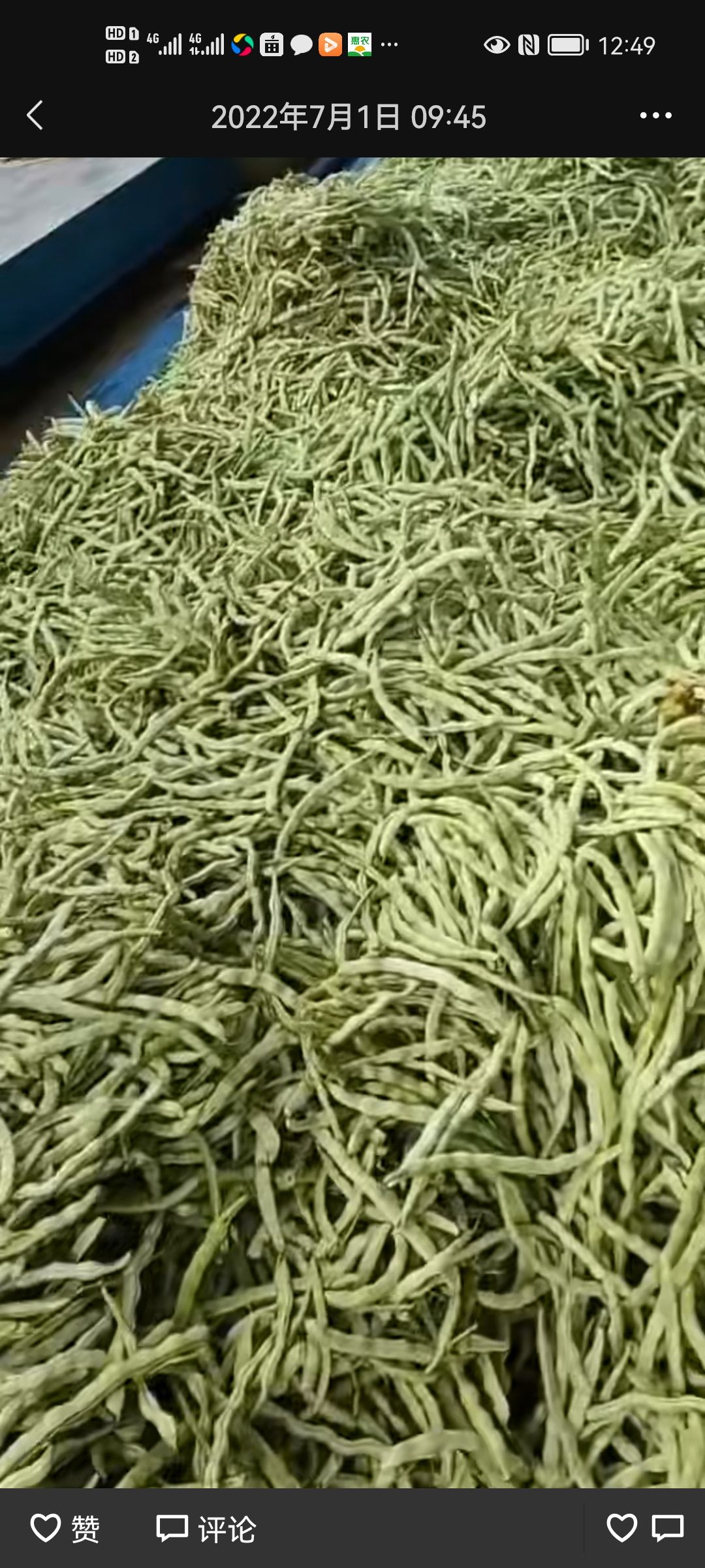 白不老豆角