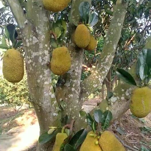 龙州县干湿包菠萝蜜