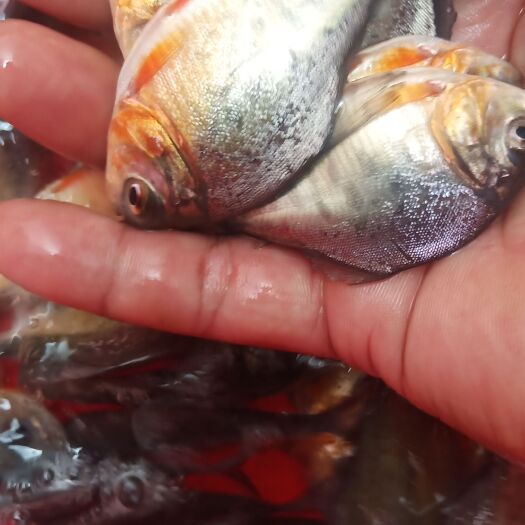 南宁场地直销块大鲳鱼苗