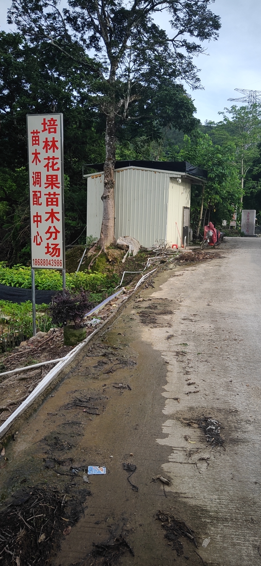 培林花果苗木供銷