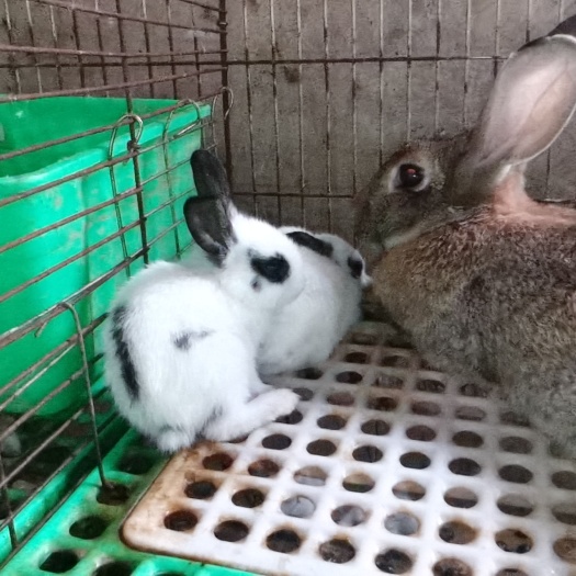 闻喜县熊猫兔苗
