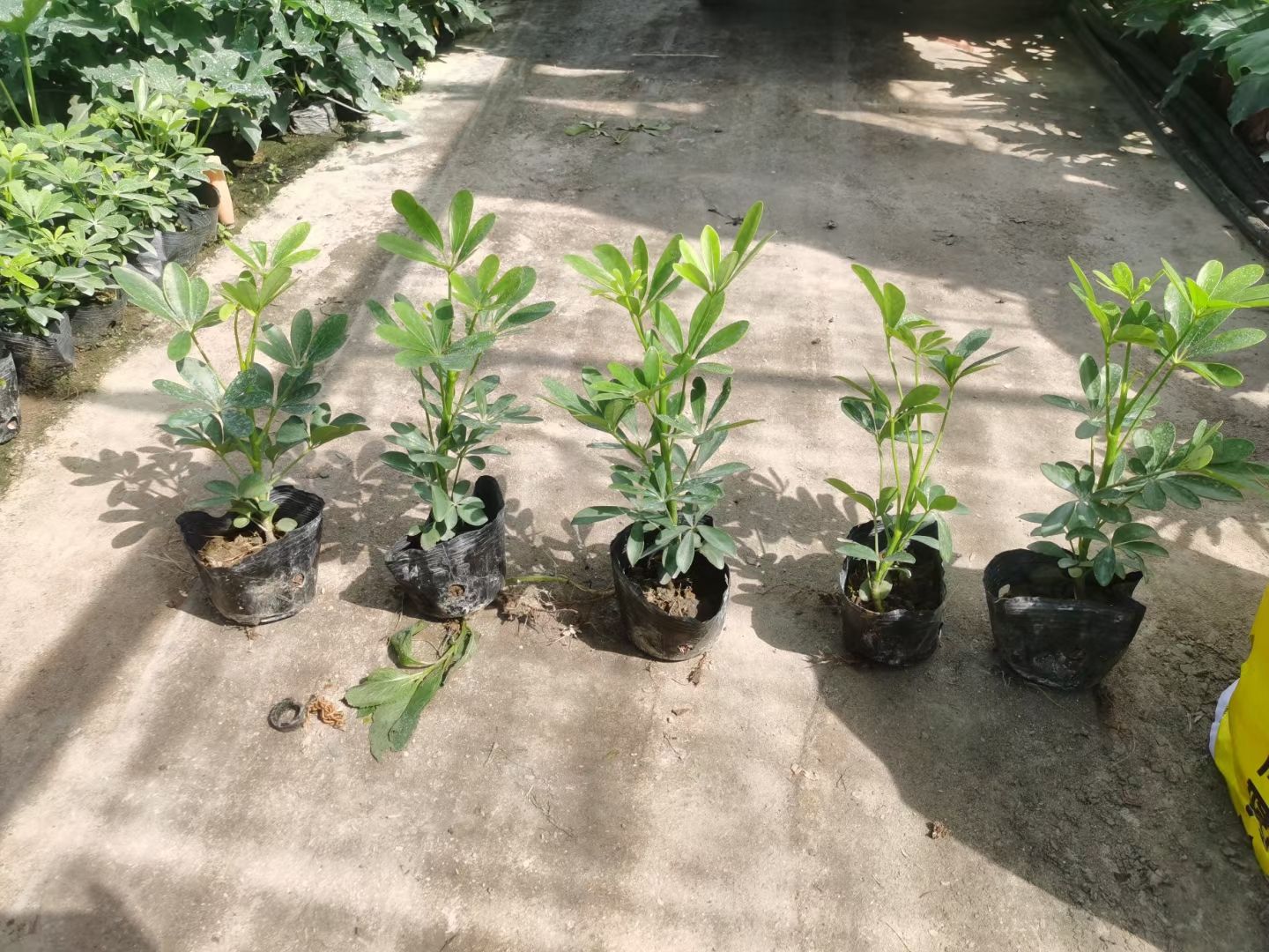 广东中山 鸭脚木