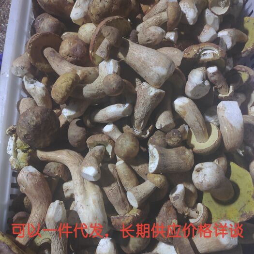 南华县牛肝菌，云南南华野生牛肝菌。
