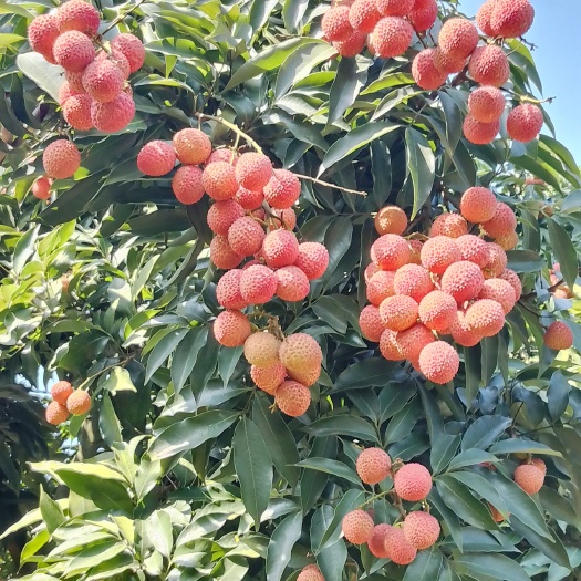 合江县合江县平良水果种植代绿精品荔枝！