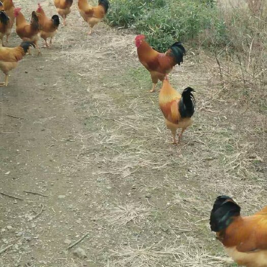 农家土公鸡纯粮喂养12个月以上