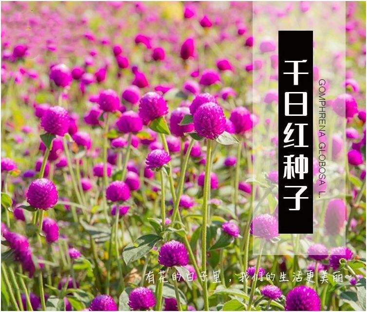 千日红种子草花种子百日红种子火球花种子千日红千日紫千日粉种子