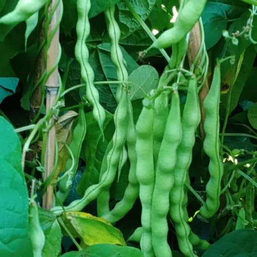 攀枝花大青豆种   豆子好肯接