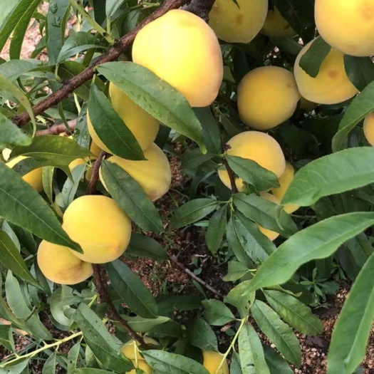 枣阳市湖北枣阳黄金冠桃子
