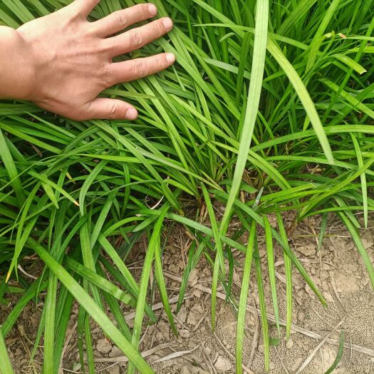 襄樊大量出售  麦冬草  兰花三七  鸢尾  玉簪